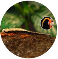 Redbass Smáček Big Snake Bass - 15,5 cm 11 g