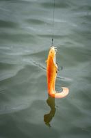Fox Rage Gumová Nástraha Ultra Realistic Replicant Catfish Golden Wels (6)