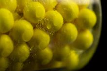 Sticky Baits Dipovací Sprej Pineapple Spray 50 ml (2)