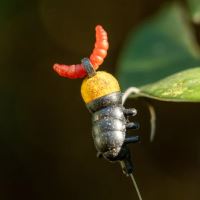 One More Cast Umělá Nástraha Tweakers Maggot Boomerangs 10 ks (7)