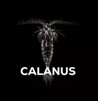 Squat Carp Boilies Calanus (7)