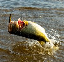 Savage Gear Wobler Prop Walker Floating Firetiger 10 cm 21 g (1)