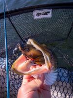 Berkley Gumová Nástraha PowerBait Nessie Firetiger (3)