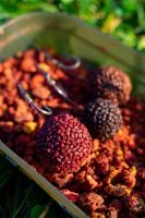 Chytil Boilies Pandemia 24 mm 100 g (6)