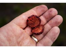 Chytil Boilies Pandemia 16 mm 100 g (1)