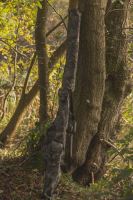 Solar Pouzdro Na Pruty Undercover Camo 3+2 Rod Holdall 12 ft (3)