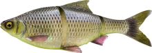 Savage Gear Gumová Nástraha 3D Line Thru Roach Slow Sinking Toxic Roach - 18 cm 80 g