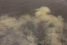 Nikl Boilie Economic Feed Rape Cloud (9)