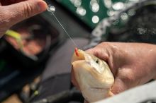 Matrix Gumičky Na Nástrahy Super Soft Bait Bands 100 ks (9)