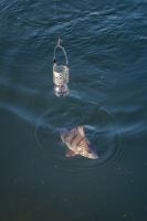 Korum Krmítko Slow Sinking Feeder (8)