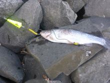 Black Cat Podvodní Splávek U Float Tree Fluo Červená (2)