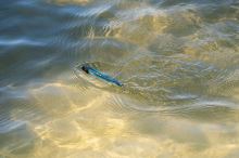 Berkley Wobler J-Walker Baby Bass 10 cm 14 g (4)