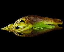 Savage Gear Gumová Nástraha Ned Craw Floating Green Pumpkin 6,5 cm 2,5 g (2)