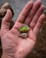 Salmo Wobler Tiny Sinking Green Tiger 3 cm (4)