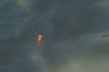 Preston Innovations Splávek Precision Pellet Waggler (8)