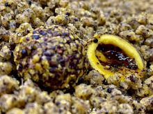 LK Baits Nutrigo Feed-Ex Honey Rape 800 g 20 mm (2)