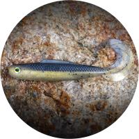 RedBass Gumová Nástraha Twister Kixter Bass - 12,5 cm 14 g