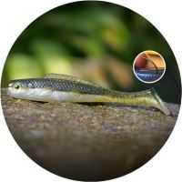 RedBass Gumová Nástraha Ripper Kicker Olive/Silver - L 100 mm RedBass Gumová Nástraha Ripper Kicker Olive/Silver - L 100 mm