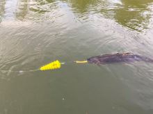 Black Cat Podvodní Splávek U Float Tree Fluo Červená (4)