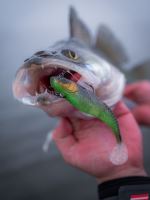 Berkley Gumová Nástraha PowerBait Cullshad Shallow Sinking Black Ghost (6)