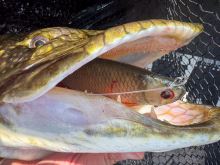 Fox Rage Gumová Nástraha Ultra Natural Replicant Pike (6)