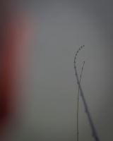 Matrix Prut Horizon X Ultra Pro Slim 3,5 m 35 g (14)