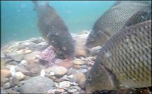 Vexilar Podvodná kamera WiFi (5)