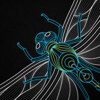 Kumu Mikina Emperor (2)