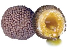 LK Baits Boilie Nutrigo Pellets Romadur Halibut - 24 mm 250 ml