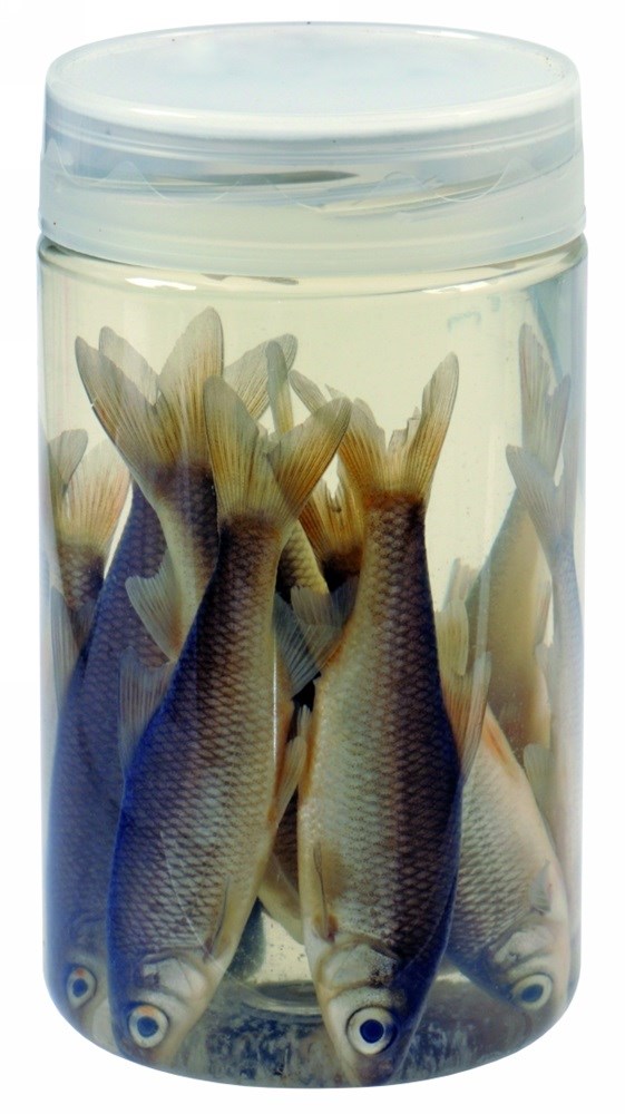 Albatros Nástražní Rybičky V Nálevu Roach Plotice 8/10 cm 10 ks