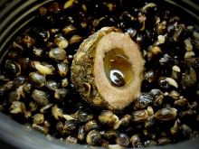 LK Baits Nutrigo Balanc Particle Hemp Kelp 200 ml (1)