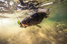 Salmo Wobler Rattlin Hornet Floating Hot Perch (10)