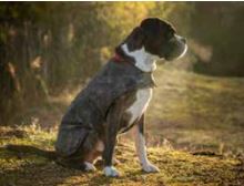 Nash Psí Oblek Dog Coat (1)