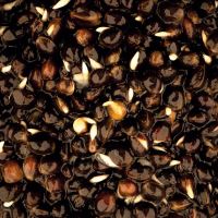 Nash Partikl Oily Hemp (2)