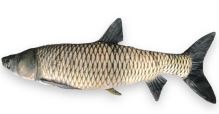 BeCare Polštář Amur - XL 95 cm