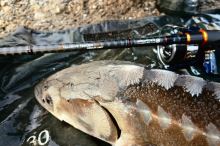 Sportex Prut Xclusive Feeder RS-2 Light XS 3 m 35-85 g (17)