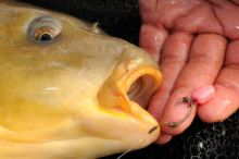 Korda Umělá Kukuřice Pop Up Maize (3)