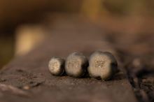 Avid Carp Back Lead Conceal Back Lead 3 ks (6)